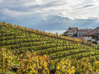 Weinterrassen von Lavaux
