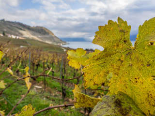Weinterrassen von Lavaux