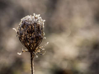 Eisblumen