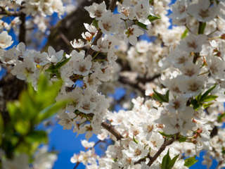 Panoramaweg Thunerweg