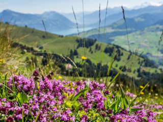 Niesen Thunerseeblick
