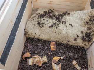 Wurmkiste Fütterung