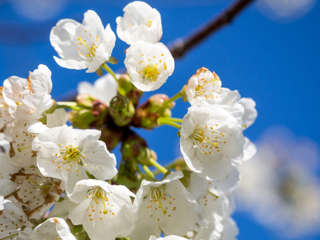 Alpenpanoramaweg Zentralschweiz - Zuger Kirschblüte