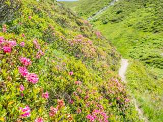 Senda Sursilvana Alpenrosen