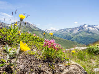 Bergblumen