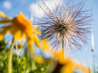 Kuhschelle Fruchtstand