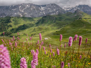 Blumenweg Sillerenbühl Hahnenmoos