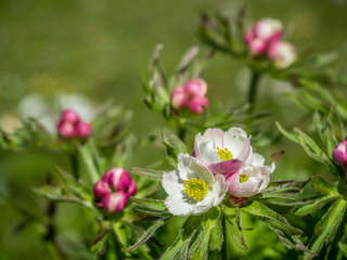 Blumenpfad Sillerenbühl Hahnenmoos