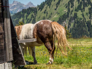 Höhi Wispile - Pony