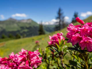Lauenensee - Alpenrosen