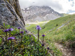 Blumenpfad Sillerenbühl