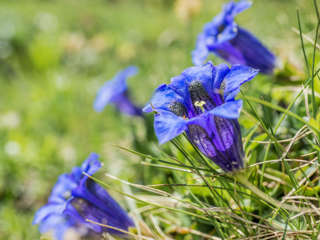 Blumenpfad Sillerenbühl