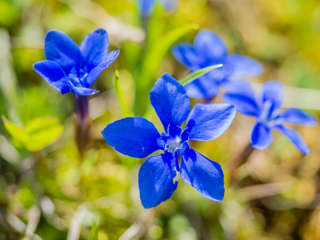 Blumenpfad Sillerenbühl