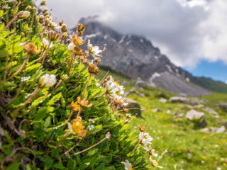 Blumenweg Sillerenbühl – Hahnenmoos oberhalb Adelboden