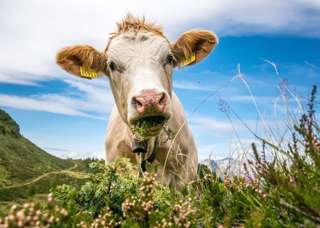 Dreibündenstein Kuh