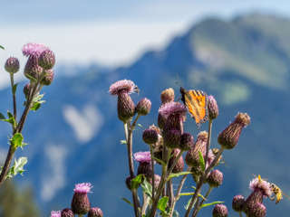 Schmetterling auf Distel