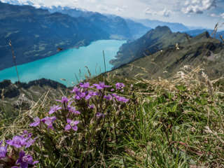 Brienzersee