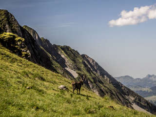 Schongütsch Steinböcke
