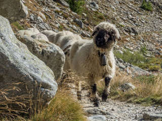 Walliser Schwarznasenschafe