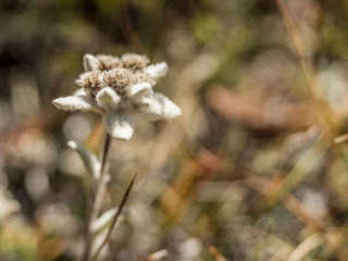 Edelweiss
