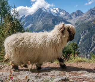 Der Gsponer Höhenweg