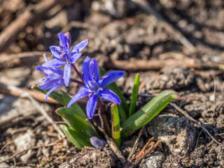 Frühblüher Zweiblättriger Blaustern