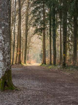 Wald beim Esterliturm Richtung Eichberg