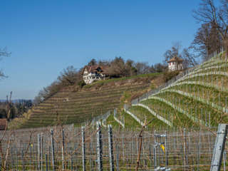 Weinberg Höcklistein