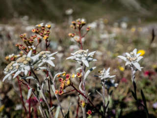 Edelweiss am Weg zur Täschhütte