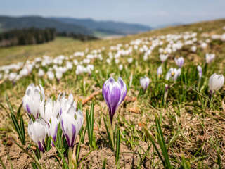 Krokusse am Morgartenberg