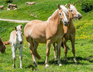 Haflinger am Mittager