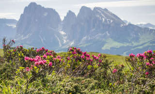 Alpenrosen am Puflatsch