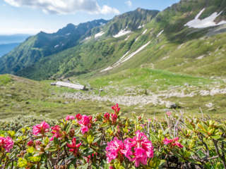 Alpenrosen vor Schrummalm