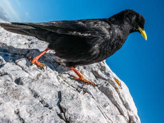 Dohle am Gipfel des Seekofel