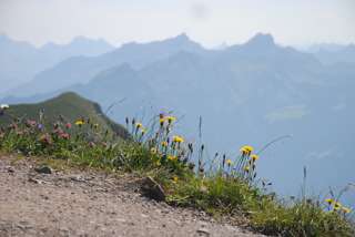 Bergblumen am Schwalmis