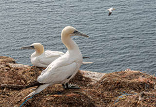 Helgoland Basstölpel