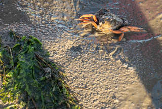 Wattwanderung Krabbe