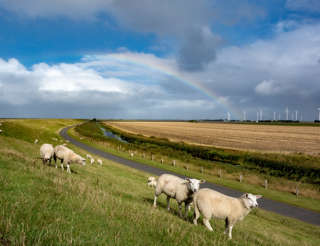 Deichschafe mit Regenbogen