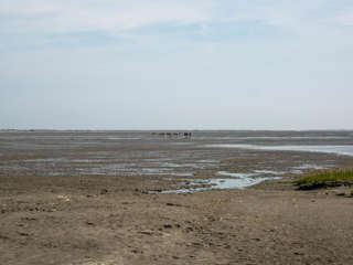 Wattwanderung Baltrum