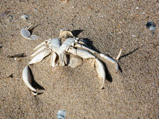 Krebs Strandfund Norderney