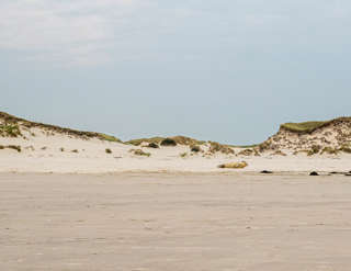 Seehund Amrum