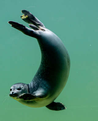 Seehundstation Norddeich in Ostfriesland