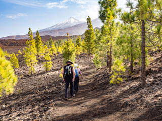 Montana Samara Kiefern