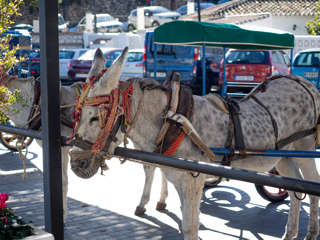 Mijas Eseltaxis