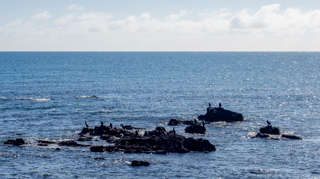 Kormorane Costa del Sol