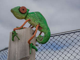 Ria Formosa Chamäleon