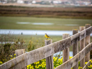 Ria Formosa Caminho do Ludo