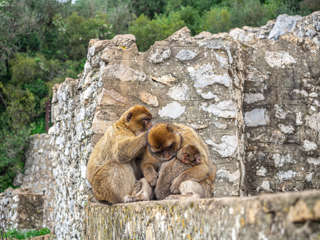 Berberaffen Gibraltar Tagesausflug