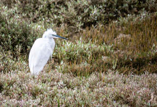 Ria Formosa Caminho do Ludo