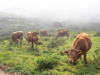 Pontal da Carrapateira